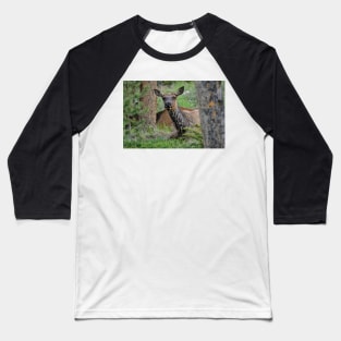 Resting Lady Elk Baseball T-Shirt